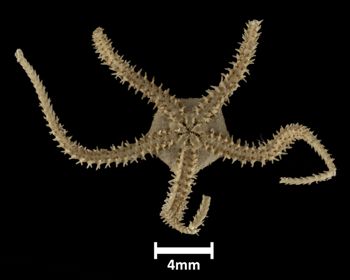 Media type: image;   Invertebrate Zoology OPH-5930 Description: Bottom up view of single ophiuroid specimen with a scale bar.;  Aspect: ventral